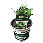 Gemüsepflanzen-Mix Hülsenfrüchte (verschiedene Sorten, 11 cm) | BAUHAUS