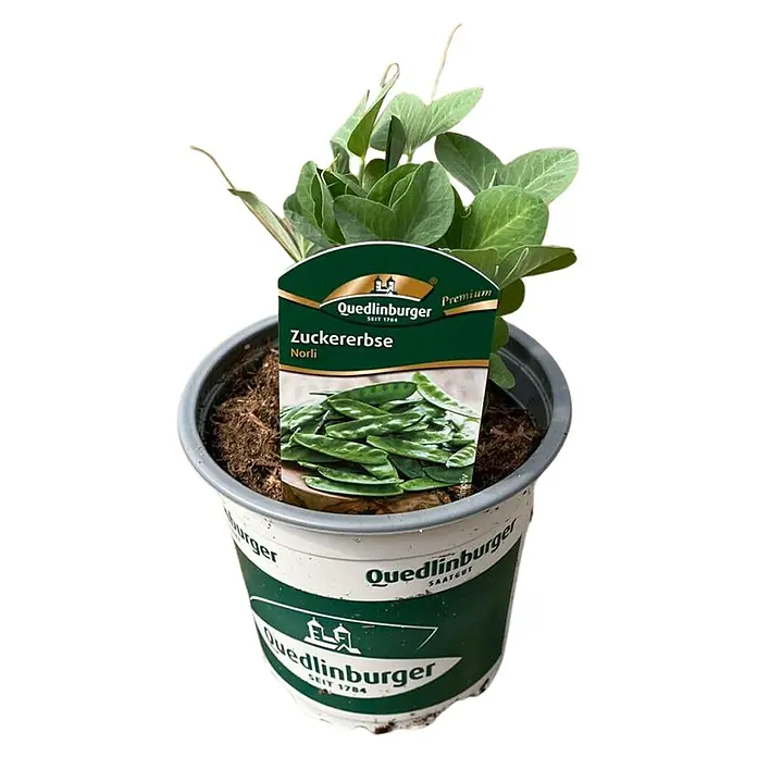 Gemüsepflanzen-Mix Hülsenfrüchte - verschiedene Sorten, 11 cm - Topfzuckererbse der Sorte Norli im weißen Quedlinburger Topf mit grünem Etikett und Zuckererbsenschoten.
