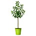 Piardino Birnenbaum 