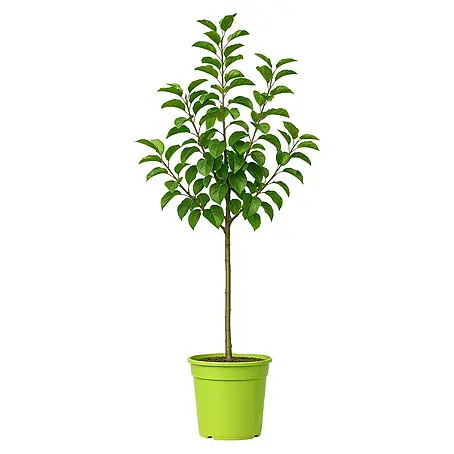 Piardino  Birnenbaum