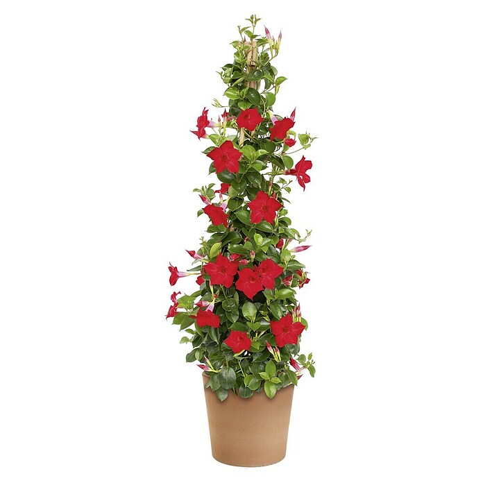 Piardino Dipladenia (Dipladenia , Topfgröße: 14 cm, Sortenabhängig)