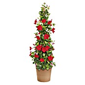 Piardino Dipladenia (Dipladenia , Topfgröße: 14 cm, Sortenabhängig)