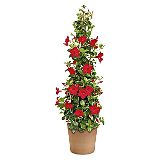 Piardino Dipladenia sanderi Pyramide (Dipladenia sanderi, Topfgröße: 14 cm)