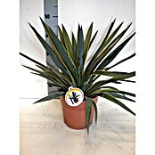 Palmlilie () | BAUHAUS