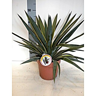 Palmlilie (Yucca pallida, Topfgröße: 20 cm)