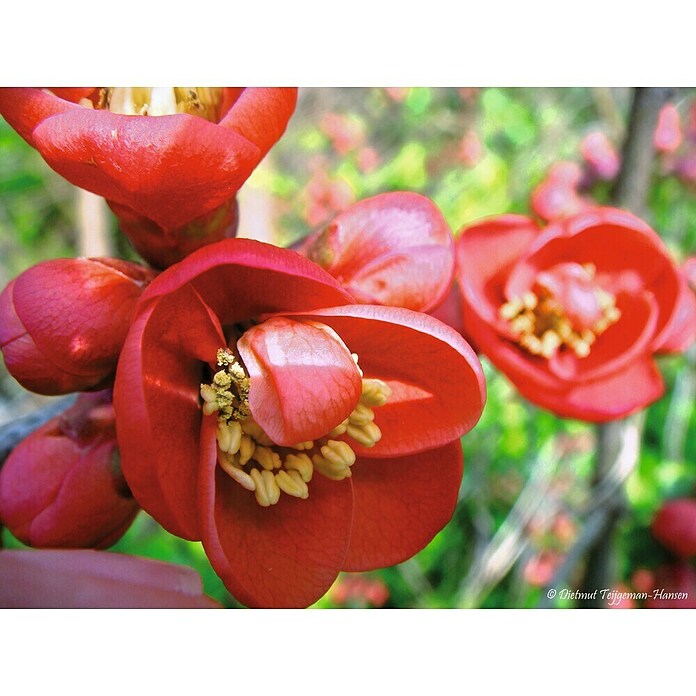 Zierquitte (Chaenomeles japonica, Topfvolumen: 3 l) | BAUHAUS