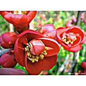 Zierquitte (Chaenomeles japonica, Topfvolumen: 3 l) | BAUHAUS
