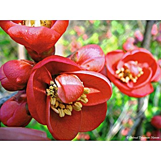 Zierquitte (Chaenomeles japonica, Topfvolumen: 3 l)