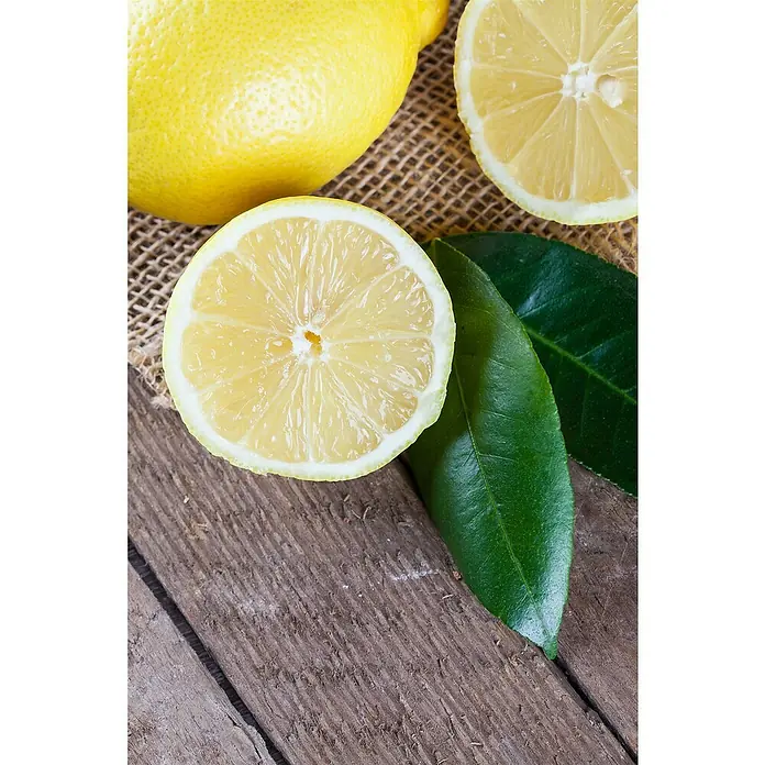 Zitronenbaum - Citrus limon, Topfgröße: 24 cm - Nahaufnahme von frischen Zitronen, die auf einem rustikalen Holztisch und einem Jutesack liegen. Perfekt für erfrischende Getränke.