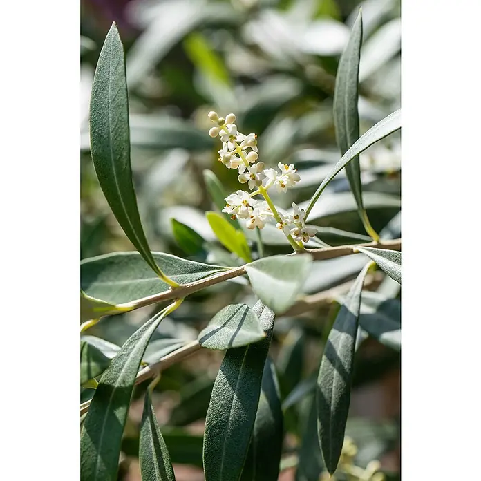Piardino Olivenbaum - Olea europaea Florida, Topfgröße: 35 cm - Nahaufnahme von Olivenbaumblüten mit länglichen, graugrünen Blättern, die im Sonnenlicht schimmern und eine friedliche Atmosphäre erzeugen.