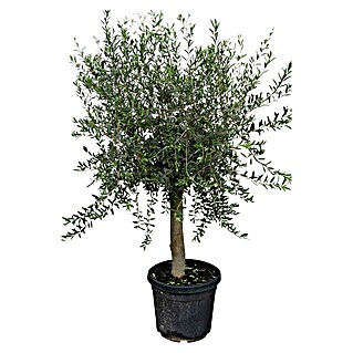 Piardino Olivenbaum (Botanische Bezeichnung: Olea europaea)