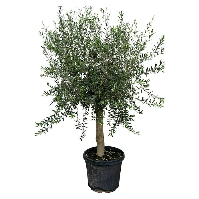 Piardino Olivenbaum - Olea europaea Florida, Topfgröße: 35 cm - Abbildung eines Olivenbäumchens im Topf, das sich durch seine dichte Krone und den geraden Stamm auszeichnet. Ideal für mediterranes Flair.