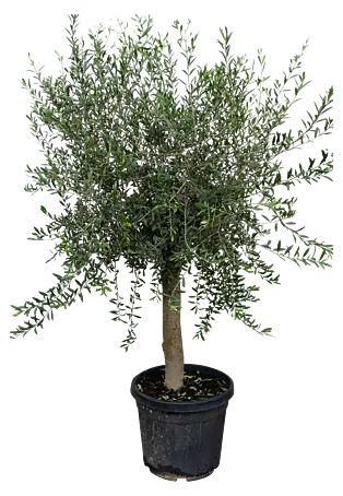 Piardino Olivenbaum - Olea europaea Florida, Topfgre: 35 cm online kaufen  bei BAUHAUS