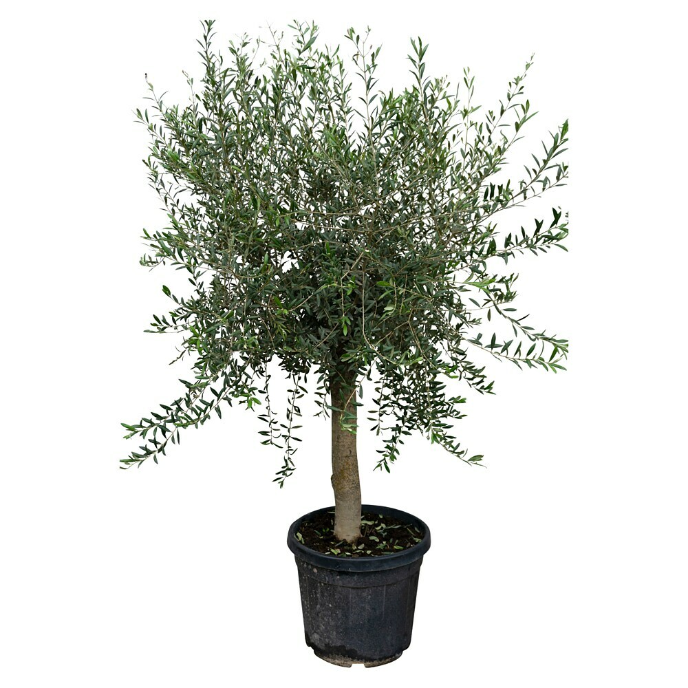 Piardino Olivenbaum - Olea europaea Florida, Topfgre: 35 cm online kaufen  bei BAUHAUS
