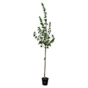 Spitzahorn (Acer platanoides 'Drummondii', Topfvolumen: 25 l, Stammhöhe: 180 cm) | BAUHAUS