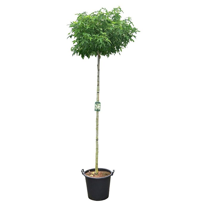 Amberbaum (Liquidambar styraciflua 'Gumball', 35 l, Stammhöhe: 200 cm) | BAUHAUS