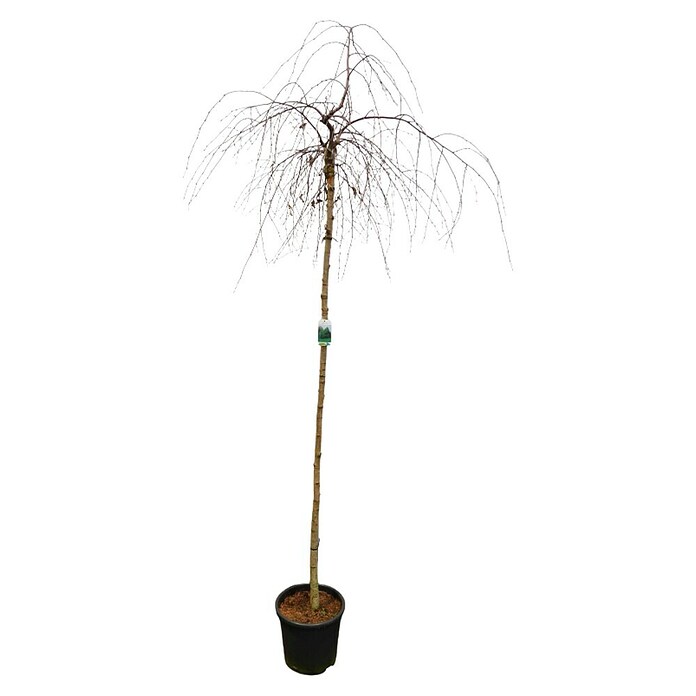 Hängebirke (Betula pendula 'Youngii', Topfvolumen: 25 l, Stammhöhe: 200 cm) | BAUHAUS