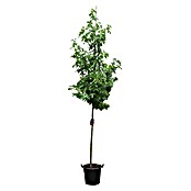 Amberbaum (Liquidambar styraciflua, Topfvolumen: 50 l, Stammhöhe: 180 cm) | BAUHAUS