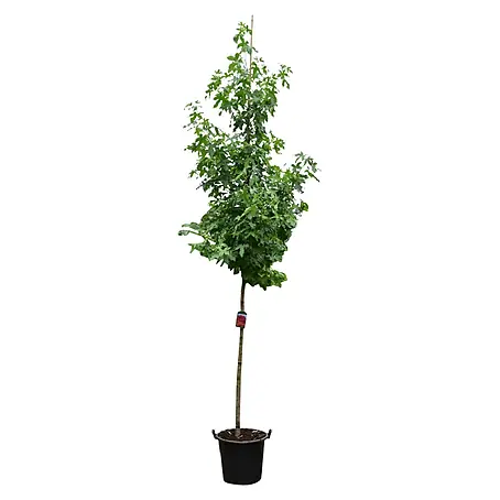 Amberbaum