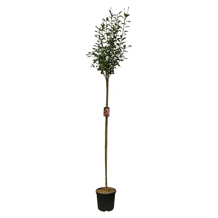 GlanzmispelPhotinia fraseri 'Red Robin', Topfvolumen: 25 l, Stammhöhe: 180 cm