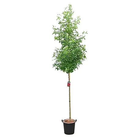 Amberbaum