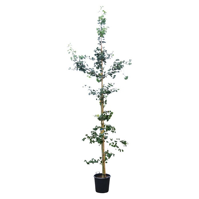 Ginkgo (Ginkgo biloba, Topfvolumen: 35 l, Stammhöhe: 180 cm) | BAUHAUS