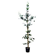 Ginkgo (Ginkgo biloba, Topfvolumen: 35 l, Stammhöhe: 180 cm) | BAUHAUS