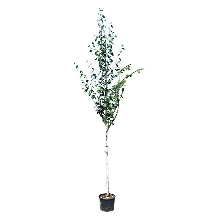 Piardino Himalaya-Birke (Betula utilis 'Doorenbos', Topfvolumen: 35 l, Stammhöhe: 180 cm) | BAUHAUS