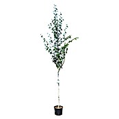 Piardino Himalaya-Birke (Betula utilis 'Doorenbos', Topfvolumen: 35 l, Stammhöhe: 180 cm) | BAUHAUS