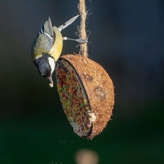 Dobar Wildvogelfutter gefüllte Kokosnusshälfen (10 Stück zu je 200g, Mit Kordel) | BAUHAUS