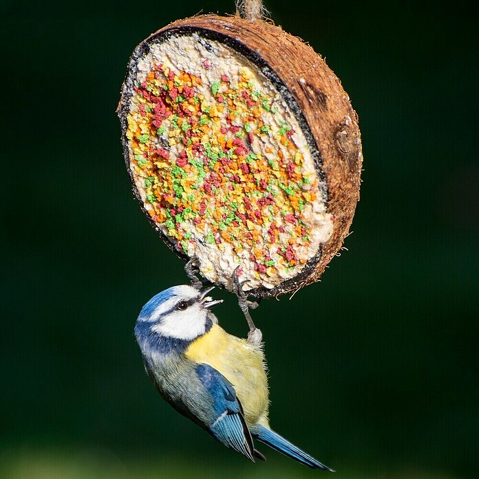 Dobar Wildvogelfutter gefüllte Kokosnusshälfen (10 Stück zu je 200g, Mit Kordel) | BAUHAUS