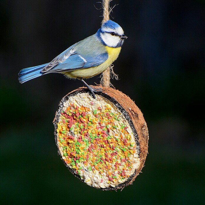 Dobar Wildvogelfutter gefüllte Kokosnusshälfen (10 Stück zu je 200g, Mit Kordel) | BAUHAUS