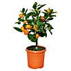 Calamondin-Orange (Citrus mitis, Topfgröße: 24 cm) | BAUHAUS