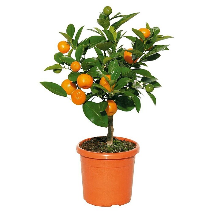 Calamondin-Orange (Citrus mitis, Topfgröße: 24 cm) | BAUHAUS
