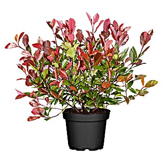 Glanzmispel (Photini fraseri 'Little Fenna', Topfvolumen: 5 l)