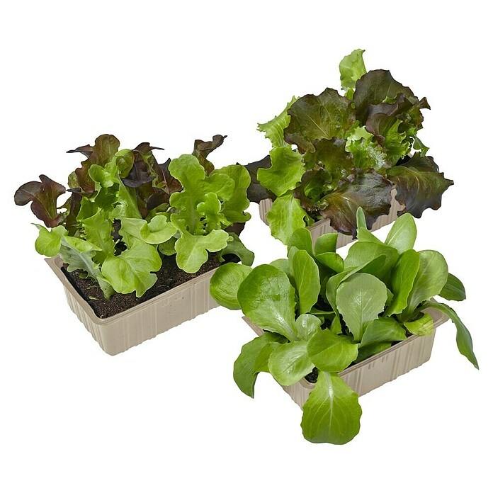 Brassica oleracia var. Capitata f. alba