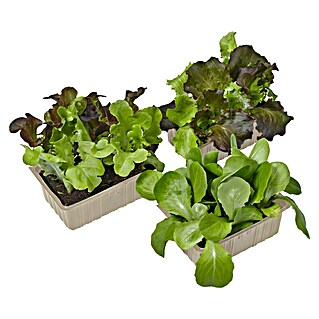 Gemüsepflanzen-Set Rettich (Raphanus sativus, 6 Stk.)