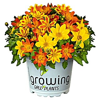 Piardino Balkonpflanzen-Mix Bidens Trio (Topfgröße: 12 cm, Mehrfarbig)