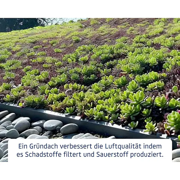 EcoStar Dachrahmen - Passend für: EcoStar Gerätehaus Euroline Trend, Grau - Gründach mit Sedumpflanzen, das die Luftqualität durch Filterung von Schadstoffen und Sauerstoffproduktion verbessert.