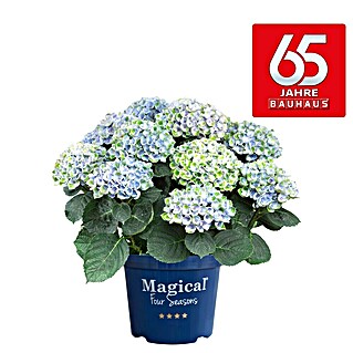 Piardino Hortensie (Hydrangea macrophylla 'Magical', Artenabhängig)
