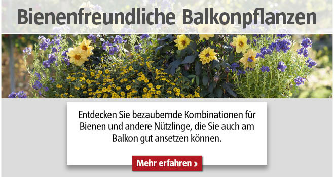 Bienenfreundliche Balkonpflanzen