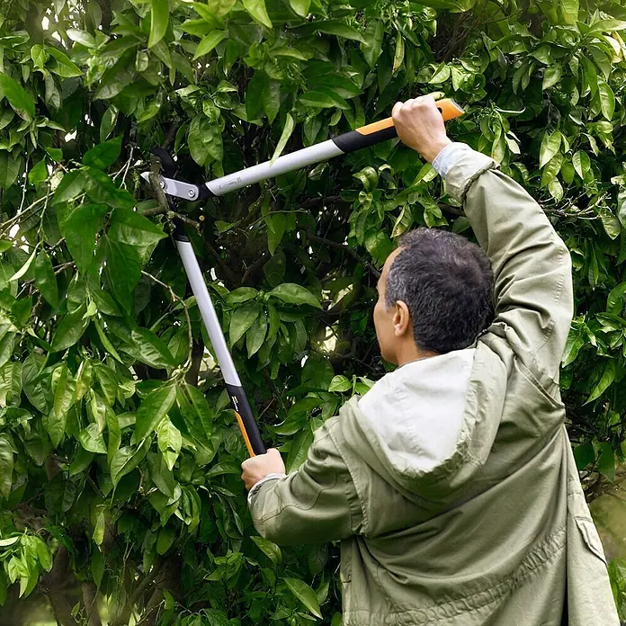 Fiskars PowerGear Astschere LX92-S - Max. Aststärke: 38 mm - Ein Mann benutzt eine Fiskars Getriebe-Astschere, um Äste an einem Baum zu schneiden, wobei die orangefarbenen Griffe gut sichtbar sind.