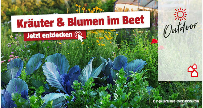 Kräuter & Blumen Mischkultur im Gemüsebeet