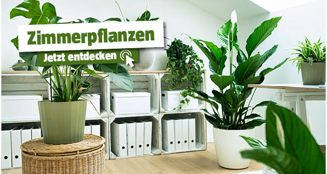 Zimmerpflanzen