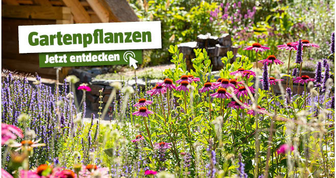 Gartenpflanzen