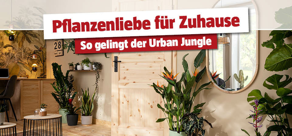 Zimmerpflanzen