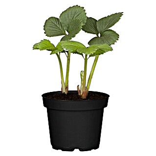 Piardino Erdbeere (Fragaria x ananassa 'Lambada'®)