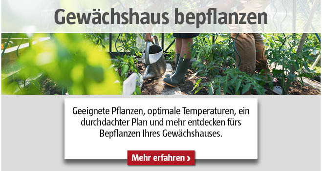 Gewächshaus bepflanzen