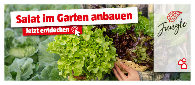 Tipps und Ideen zum Salat im Garten anbauen