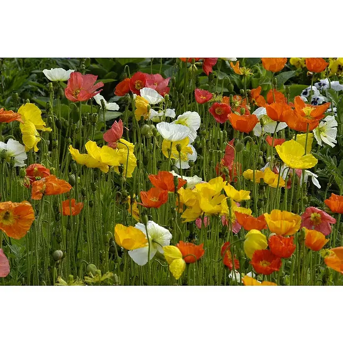 Piardino Orientalischer MohnPapaver nudicaule Mix, Topfgröße: 12 cm - Farbenfrohe Blütenpracht: Ein Meer von Mohnblumen in Gelb-, Rot- und Weißtönen, die im Sonnenlicht leuchten und eine lebendige Vielfalt zeigen.